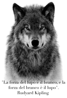 maglietta Maglietta Lupo con frase di Kipling. 