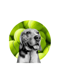 maglietta beagle tennis ball