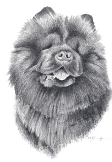 maglietta chow chow tshirt 