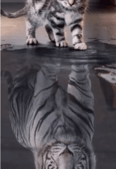 maglietta gatto-tigre