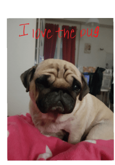 maglietta I love the pug - Io amo il carlino