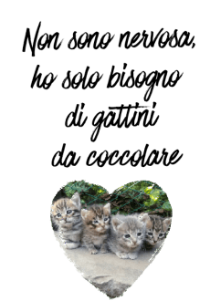 maglietta #gattini #teneri #cats #coccole #nervosa