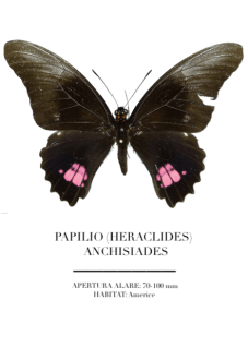 maglietta Papilio Anchisides