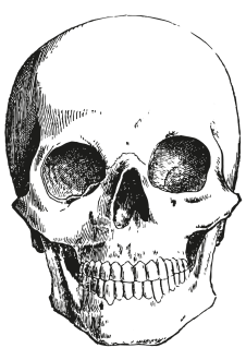 maglietta Skull