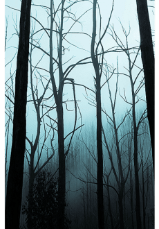 maglietta into the woods cover