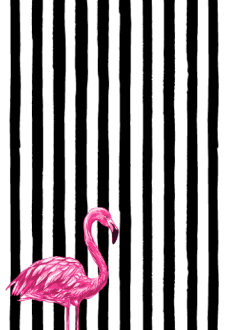 maglietta Flamingo