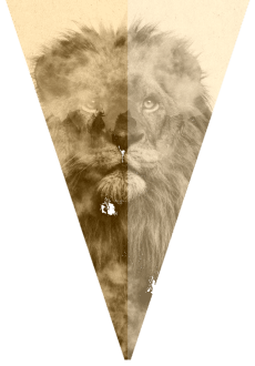 maglietta lion shape