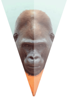 maglietta Gorilla 