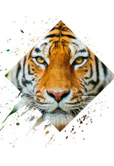 maglietta #Tiger