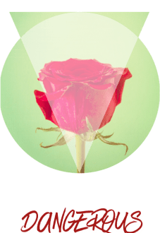 maglietta Dangorous rose 