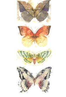 maglietta Butterfly