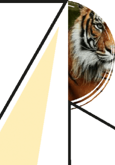 maglietta tiger