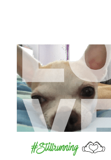 maglietta Love Chihuahua 