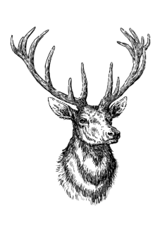 maglietta deer