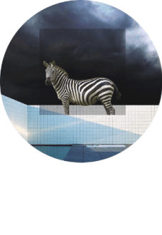 maglietta Floating Zebra