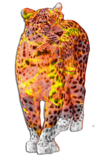 maglietta LEOPARDO!