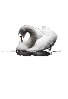 maglietta White Swan 