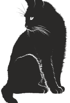 maglietta Black cat