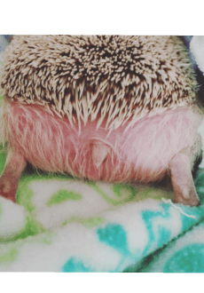 maglietta hedgehog bum