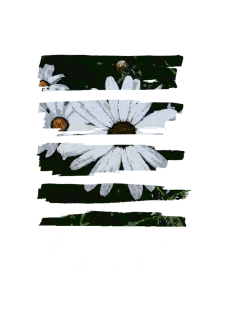 maglietta daisy.