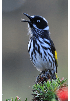 maglietta new holland honeyeater