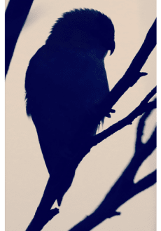 maglietta bird silhouette 