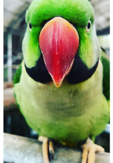 maglietta good boy parrot