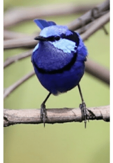 maglietta Splendid fairy wren