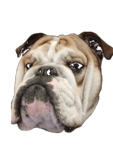 maglietta faccia bulldog