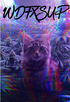 maglietta Cool Kat