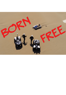 maglietta Born Free