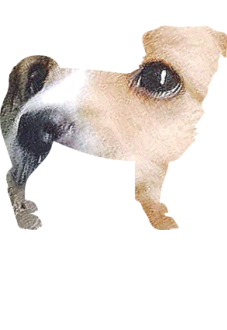 maglietta cane  